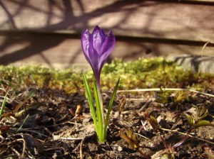 Photo copyright (c) Marriah Bishop