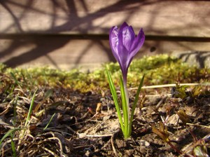 "Spring Always Arrives" - Photo by Ev Bishop