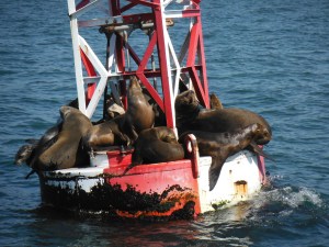 Sights to see, creatures to meet! Photo copyright Ev Bishop.