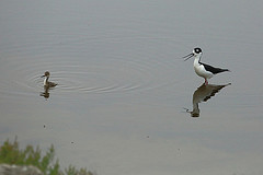 Are you sure going over there is a good idea? No, are you _sure_? Hey, I asked are you really, surely, _sure_?! - Photo by Don McCullough.